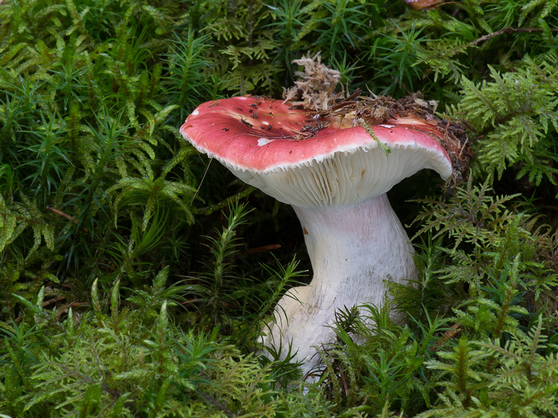 Russula helodes